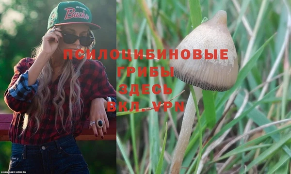 PSILOCYBIN Богородицк